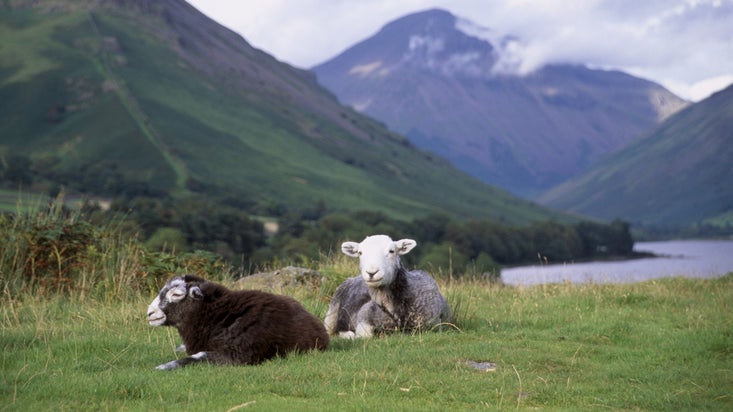 Two Herdwick sheep sitting in the grass with Wastwater and the surrounding mountains in the background on a spring day
